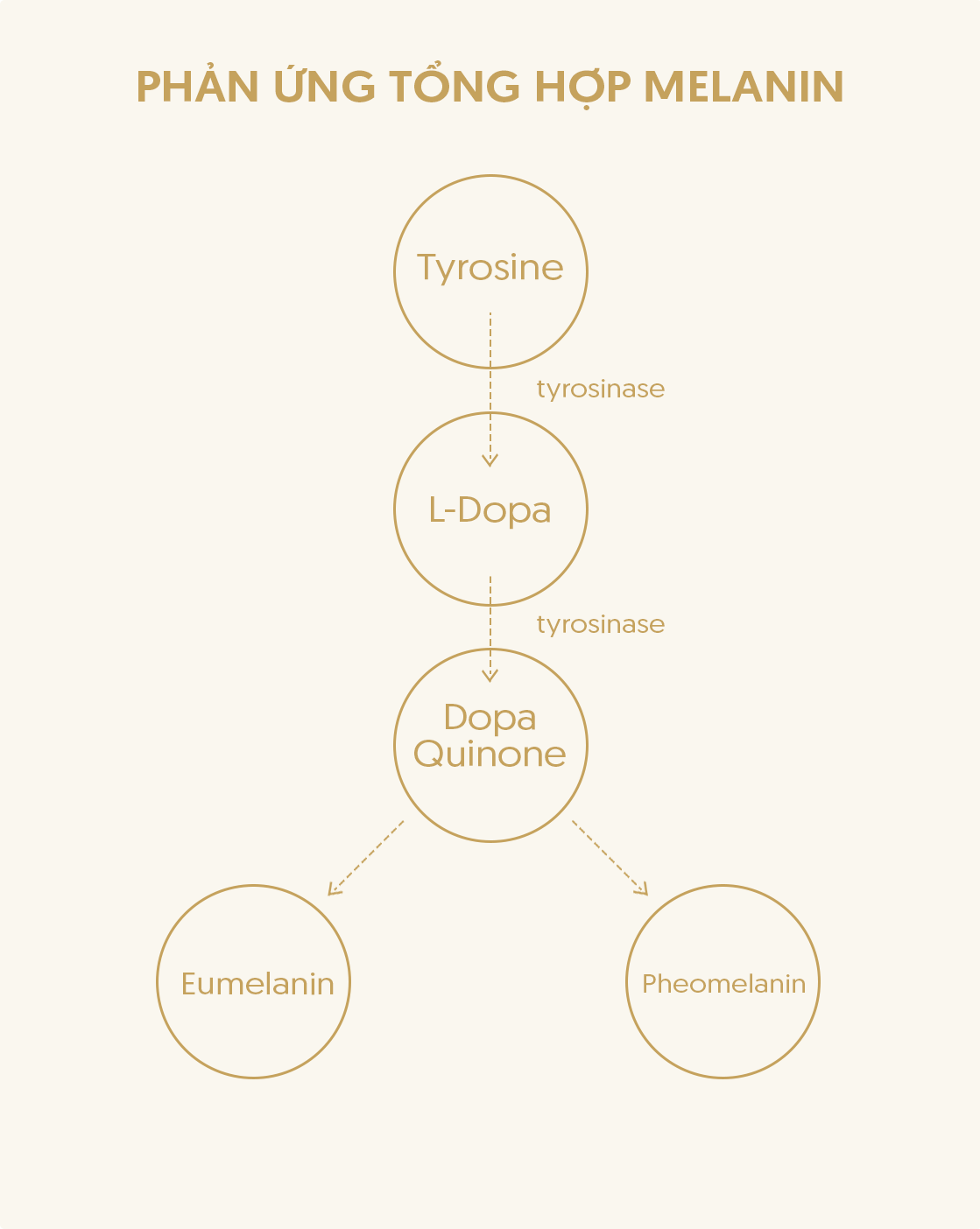 Phản ứng tổng hợp Melanin