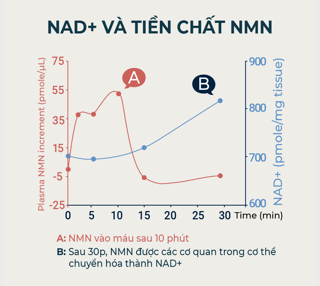 NAD và tiền chất NMN