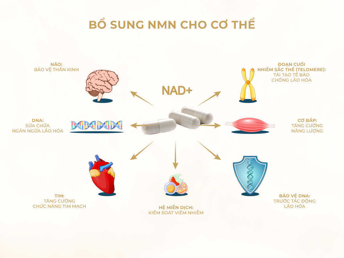 Bổ sung NMN cho cơ thể