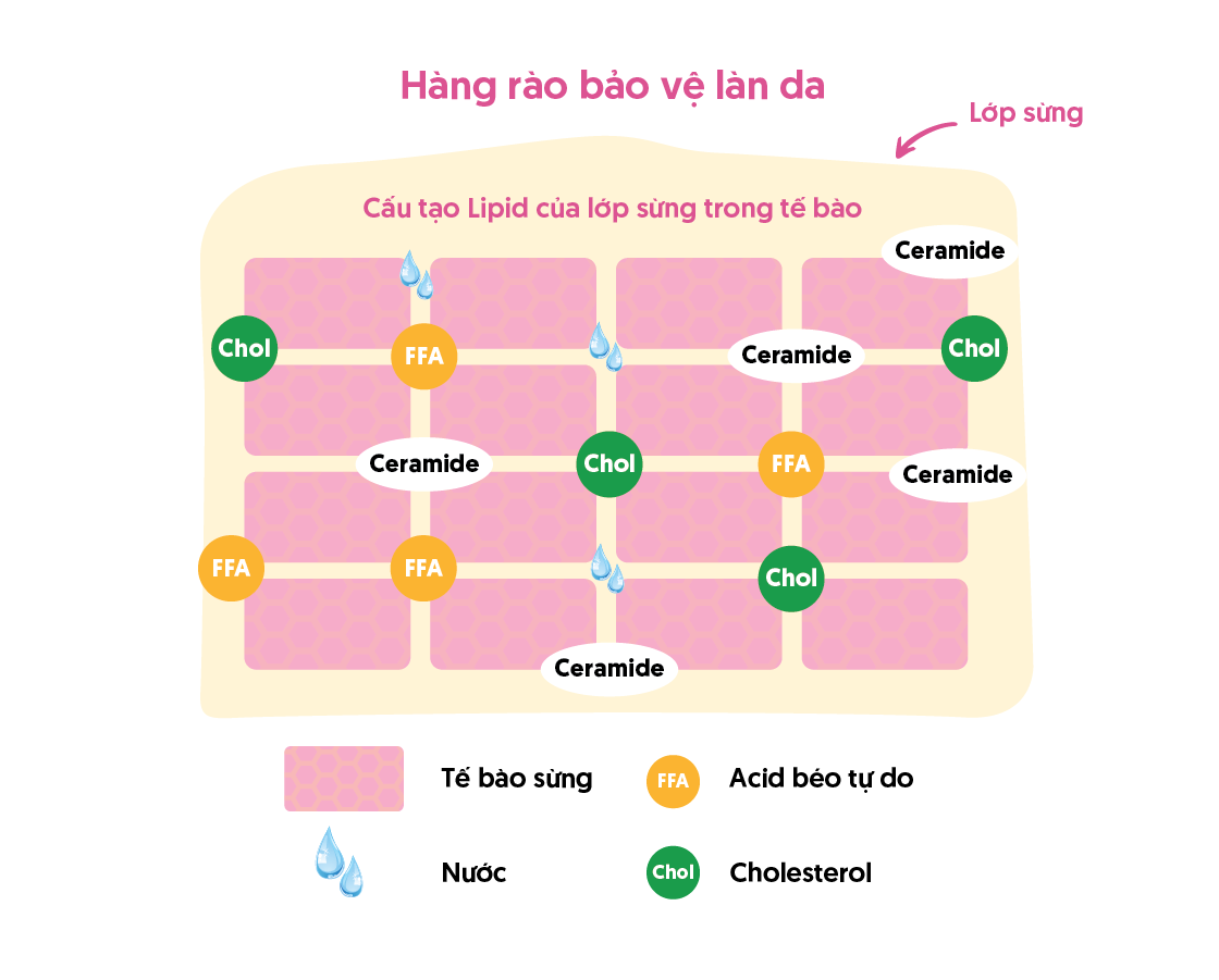 Hàng rào bảo vệ làn da