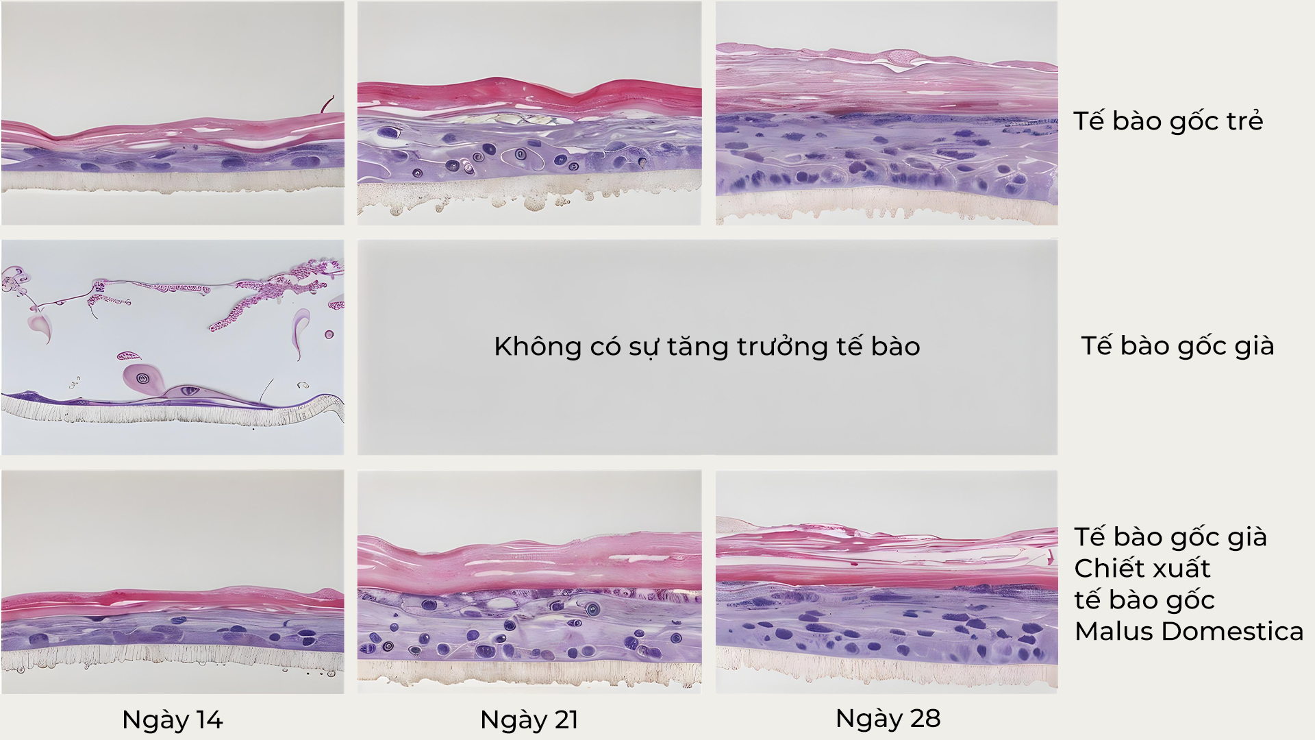 Cách thức hoạt động của tế bào noãn thực vật trên da