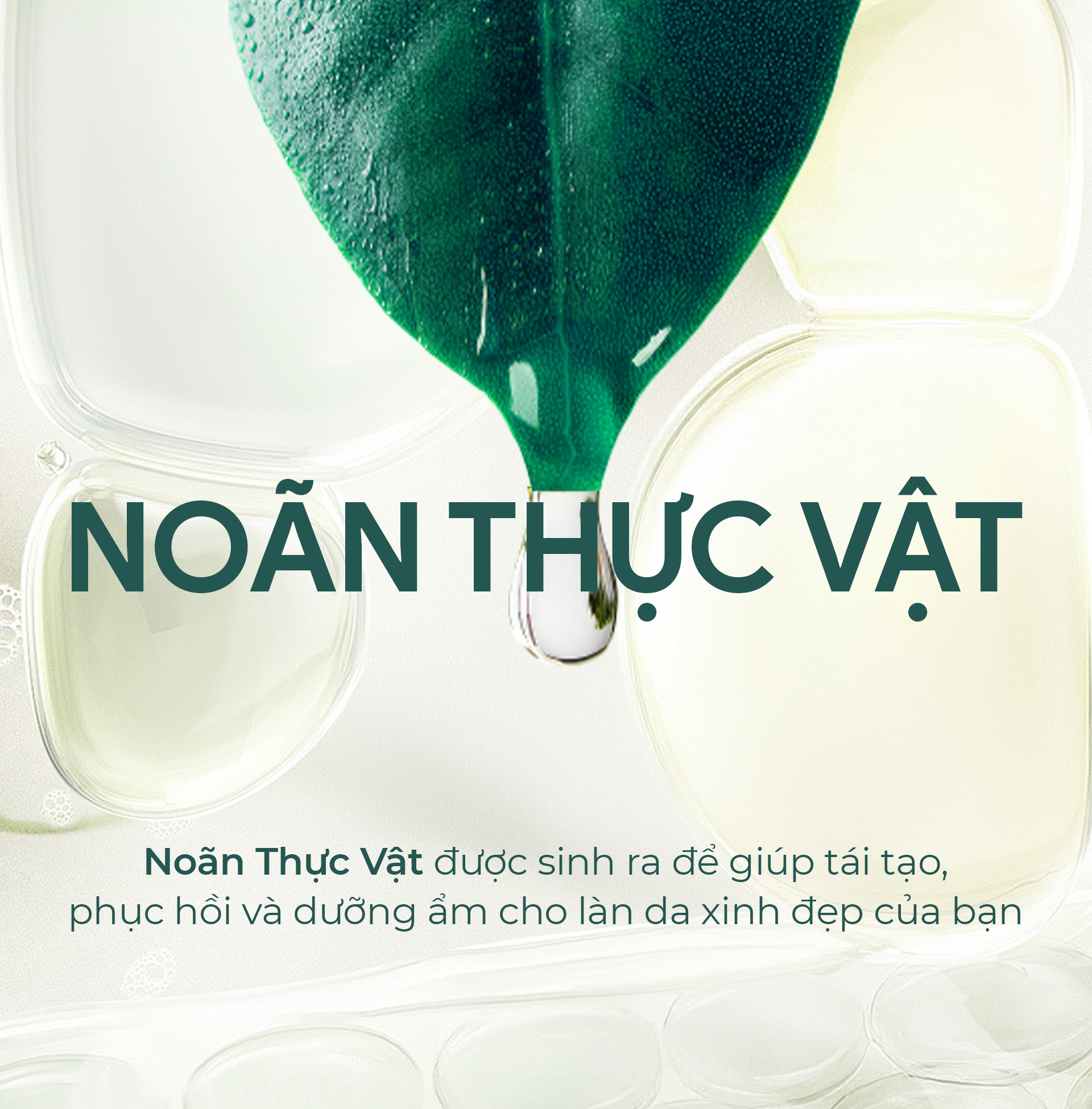 Tế bào gốc noãn thực vật là gì?