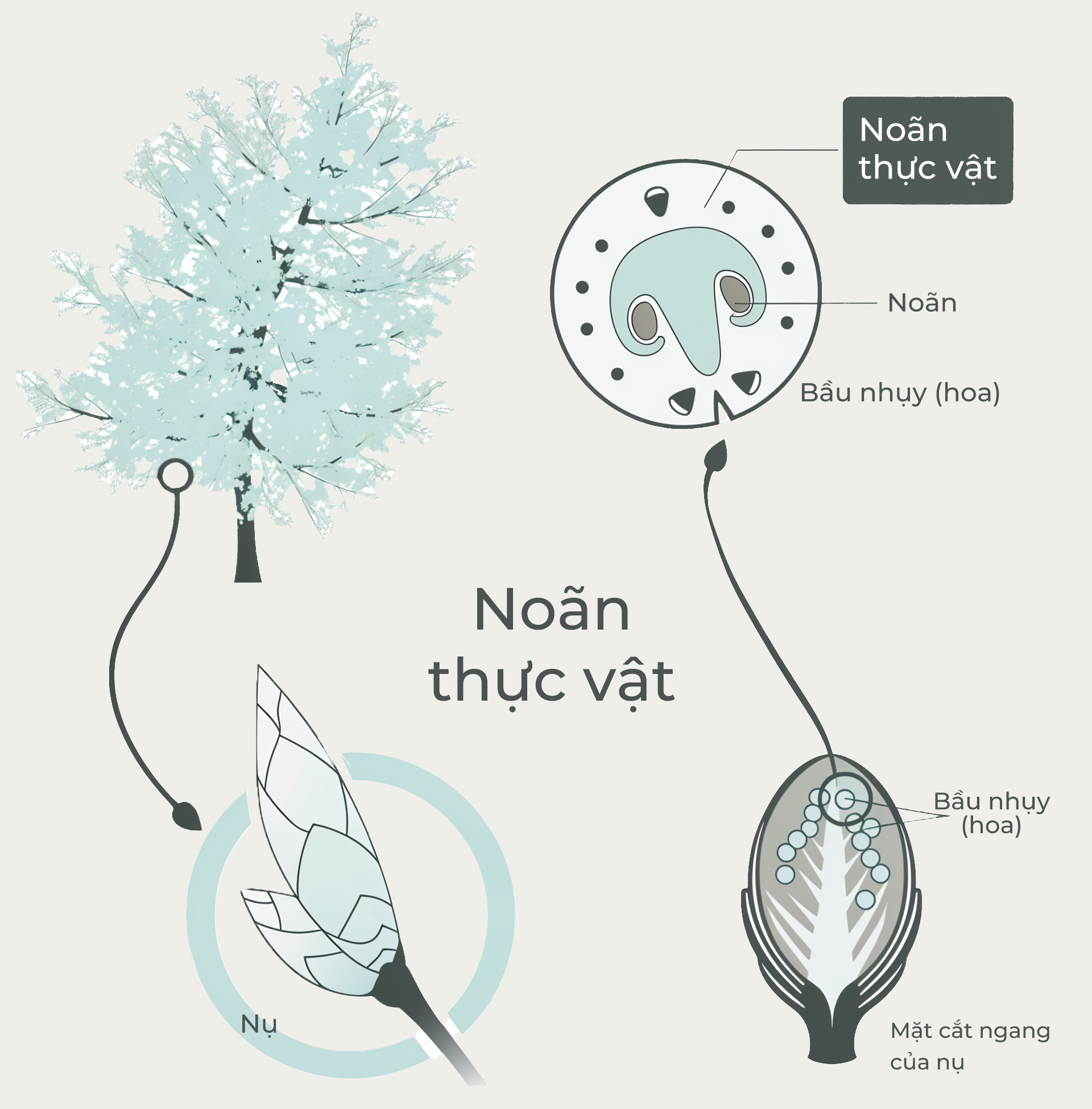 Tế bào gốc noãn thực vật là gì?