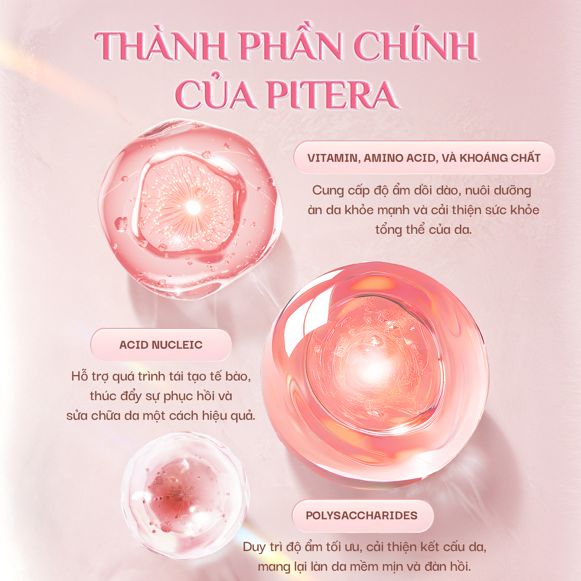 Thành phần chính của Pitera