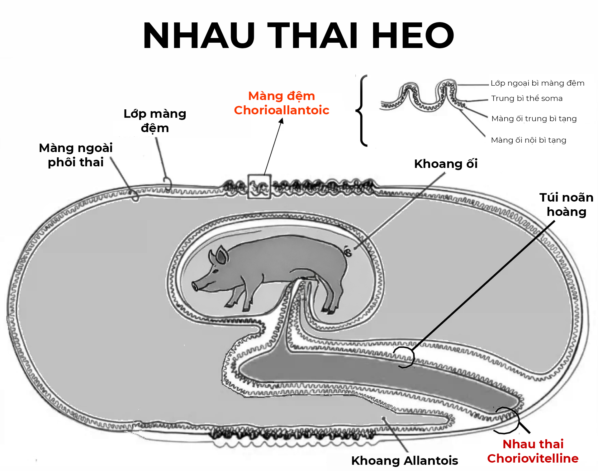 Nhau thai heo là gì?