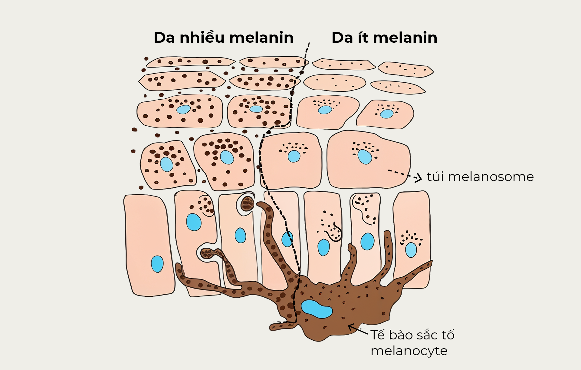 Cơ chế hình thành sắc tố da