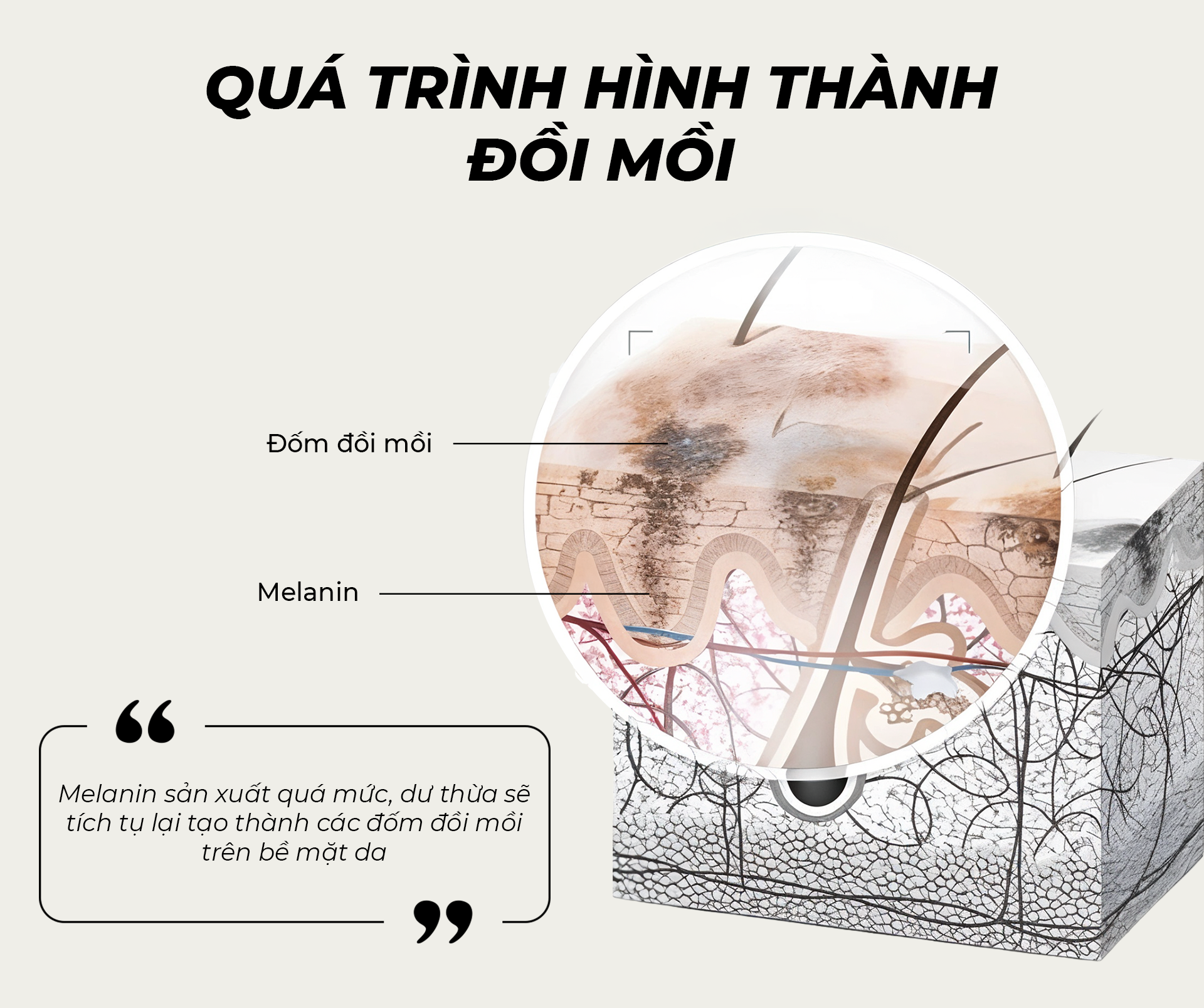 Quá trình hình thành đồi mồi