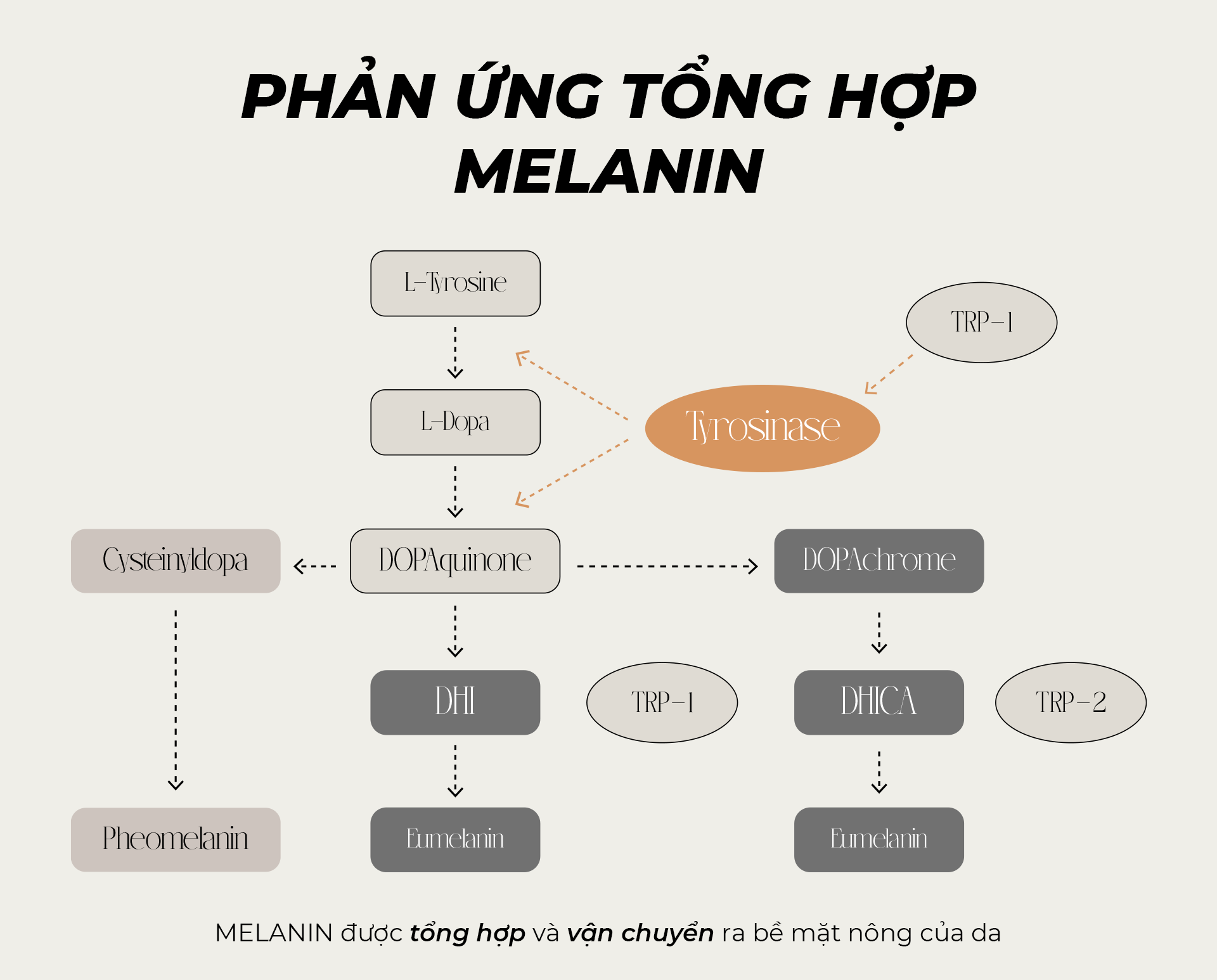 Phản ứng tổng hợp Melanin