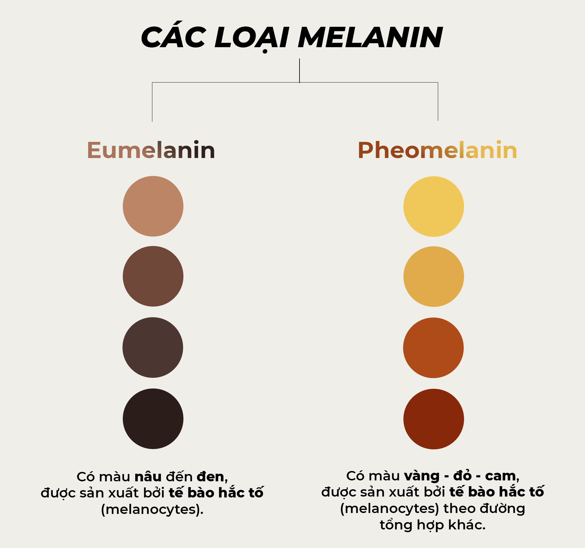 Các loại melanin