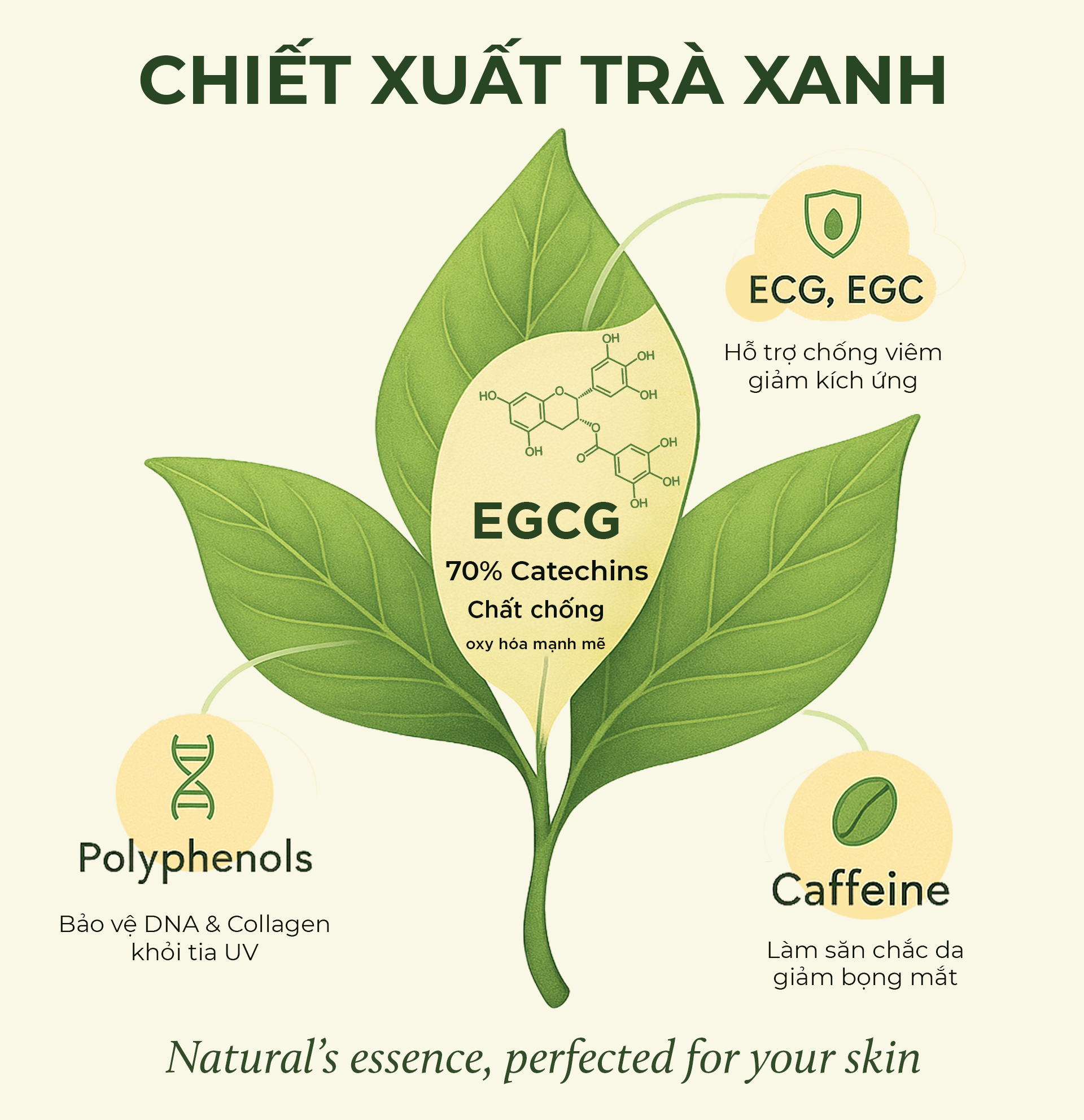 Điểm đặc biệt của chiết xuất trà xanh