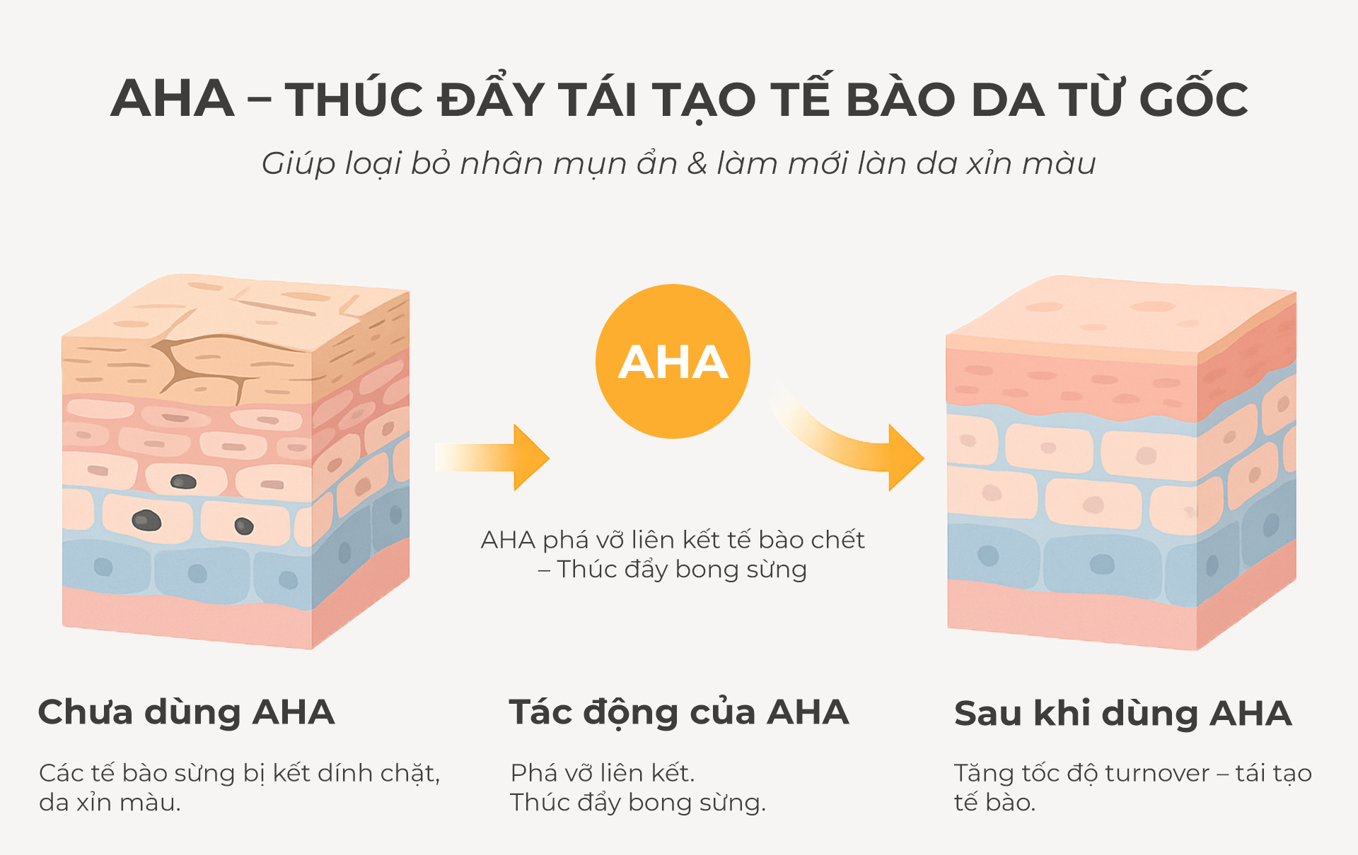 AHA - thúc đẩy tái tạo tế bào da từ gốc