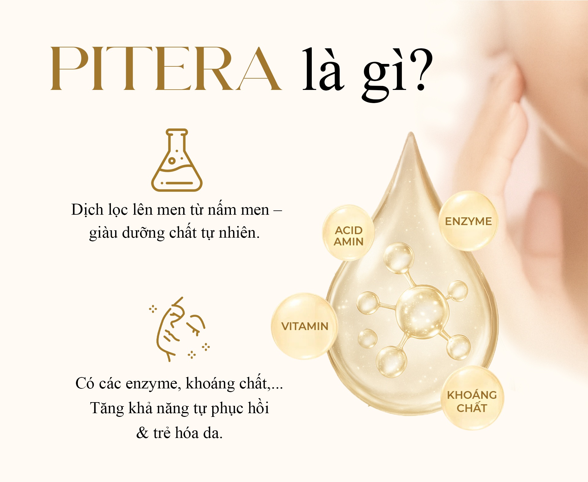 Pitera là gì?