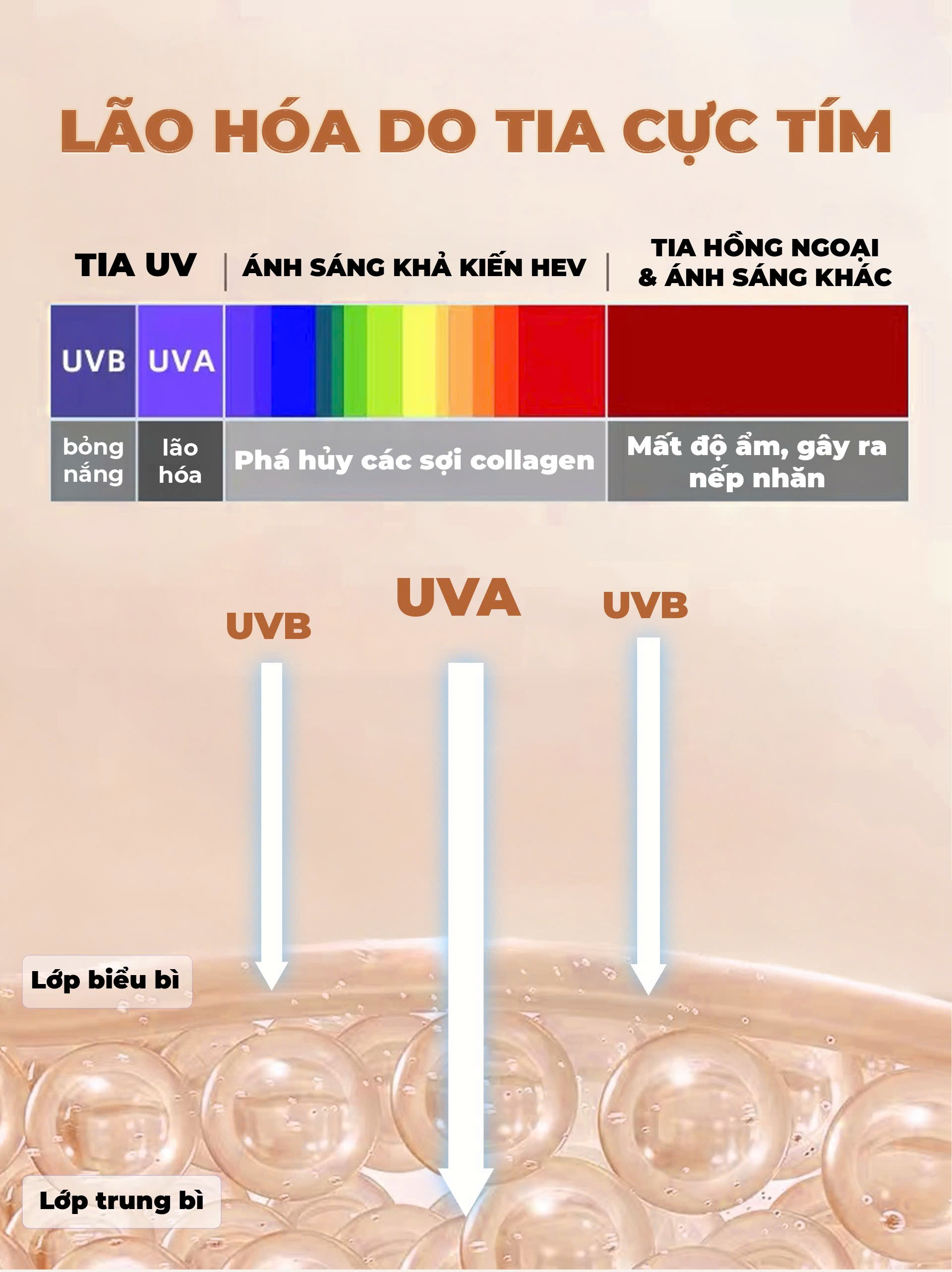 Lão hoá do tia cực tím
