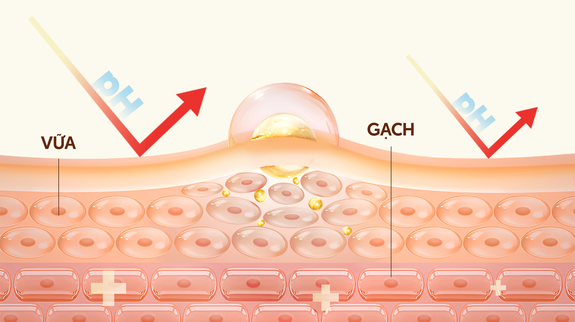 Nguyên nhân khiến hàng rào bảo vệ da suy yếu